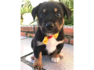 Cachorro raça SRD (Mãe mestica de Daschund) idade Abaixo de 2 meses nome BENÍCIO 