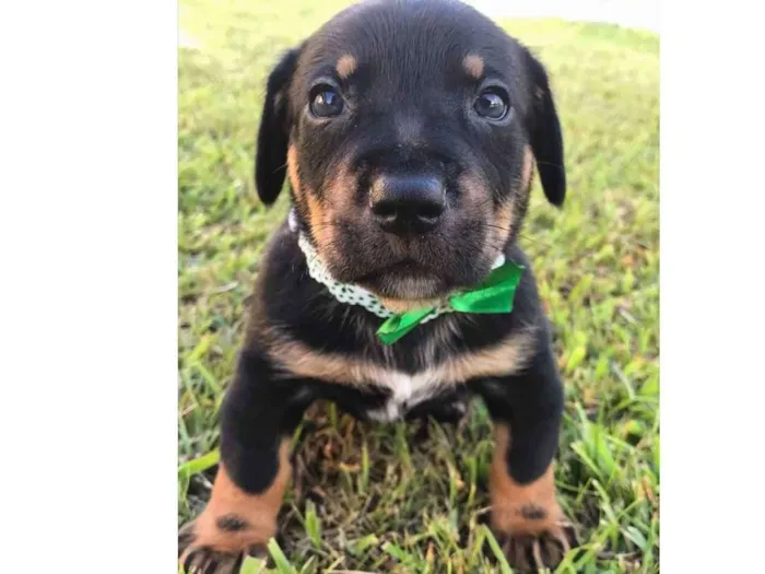 Cachorro ra a SRD (Mãe mestica Daschund) idade Abaixo de 2 meses nome OTTO