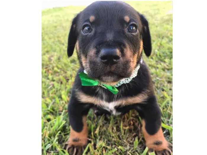 Cachorro ra a SRD (Mãe mestica Daschund) idade Abaixo de 2 meses nome OTTO