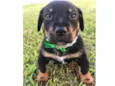 OTTO