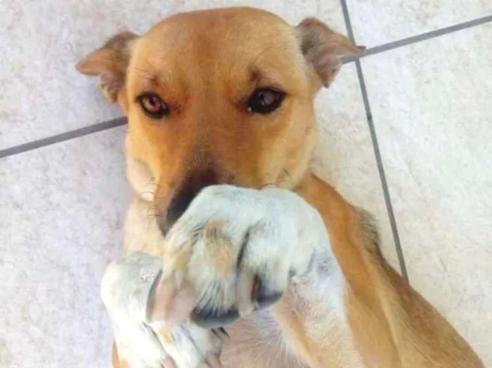 Cachorro ra a Vira lata  idade 1 ano nome Thully 