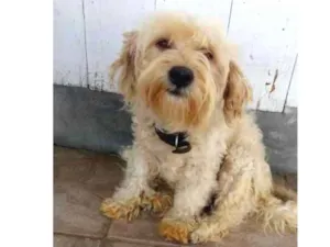 Cachorro raça SRD idade 3 anos nome Polaca