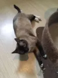 Safira