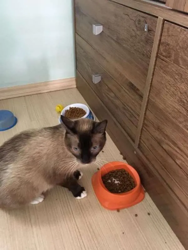 Gato ra a srd idade 1 ano nome Safira