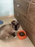 Safira