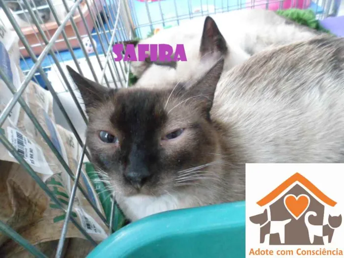 Gato ra a srd idade 1 ano nome Safira