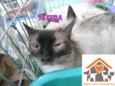 Safira