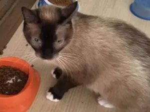 Gato raça srd idade 1 ano nome Safira