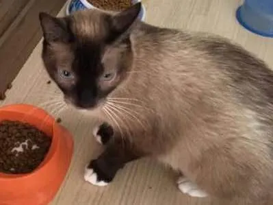 Gato ra a srd idade 1 ano nome Safira