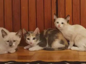 Gato raça SRD idade 2 a 6 meses nome Sem nome