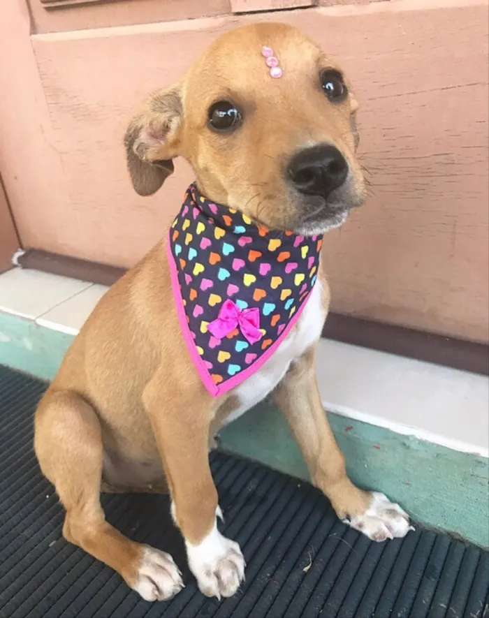 Cachorro ra a Sem raça definida idade Abaixo de 2 meses nome PRINCESA 