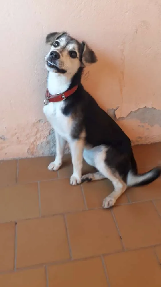 Cachorro ra a Indefinida  idade 7 a 11 meses nome Belinha 