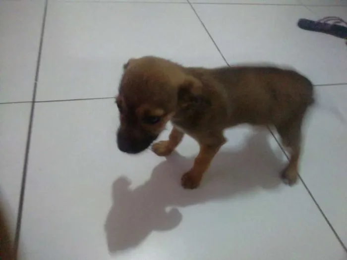 Cachorro ra a Vira lata idade 2 a 6 meses nome Sem nome