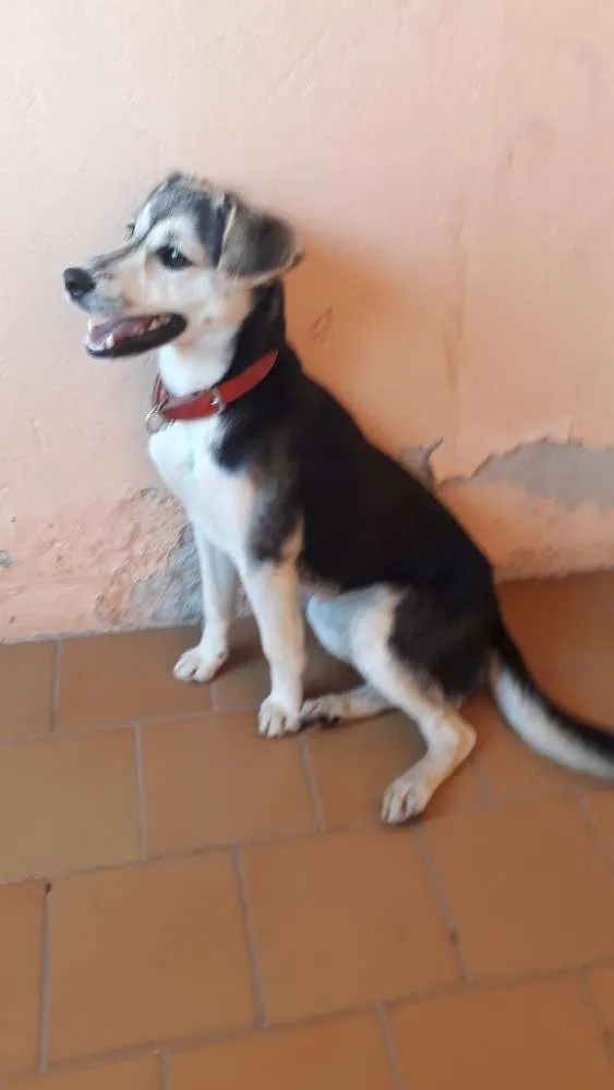 Cachorro ra a Indefinida  idade 7 a 11 meses nome Belinha 