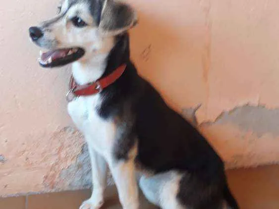 Cachorro ra a Indefinida  idade 7 a 11 meses nome Belinha 