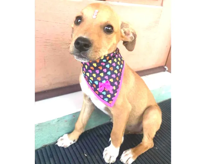 Cachorro ra a Sem raça definida idade Abaixo de 2 meses nome PRINCESA 
