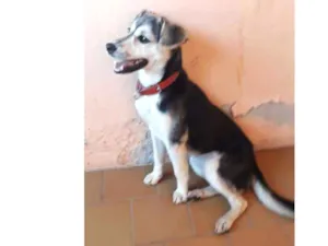 Cachorro raça Indefinida  idade 7 a 11 meses nome Belinha 