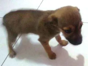 Cachorro raça Vira lata idade 2 a 6 meses nome Sem nome