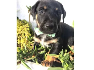Cachorro raça SRD (Mãe mestica de Daschund) idade Abaixo de 2 meses nome THOMAS