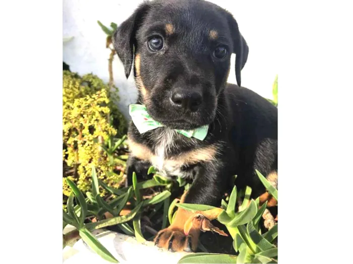 Cachorro ra a SRD (Mãe mestica de Daschund) idade Abaixo de 2 meses nome THOMAS