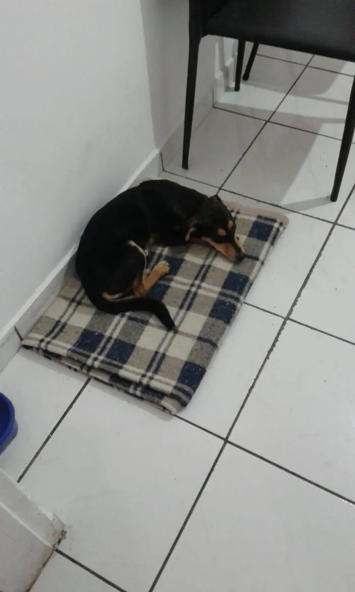 Cachorro ra a Não indentificada idade 2 a 6 meses nome pandora