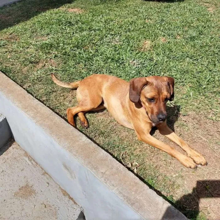 Cachorro ra a comun idade 1 ano nome kiara