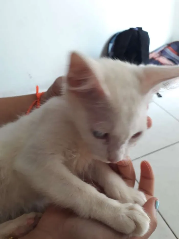 Gato ra a Não sei idade  nome Não sei