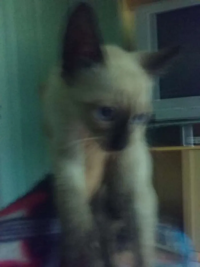 Gato ra a Não sei idade 2 a 6 meses nome Não tem nome