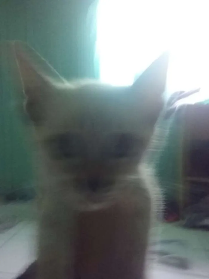 Gato ra a Não sei idade 2 a 6 meses nome Não tem nome