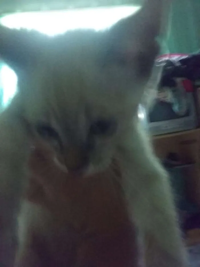 Gato ra a Não sei idade 2 a 6 meses nome Não tem nome