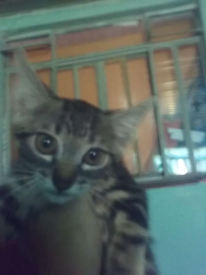 Gato ra a Não sei idade 2 a 6 meses nome Não tem nome