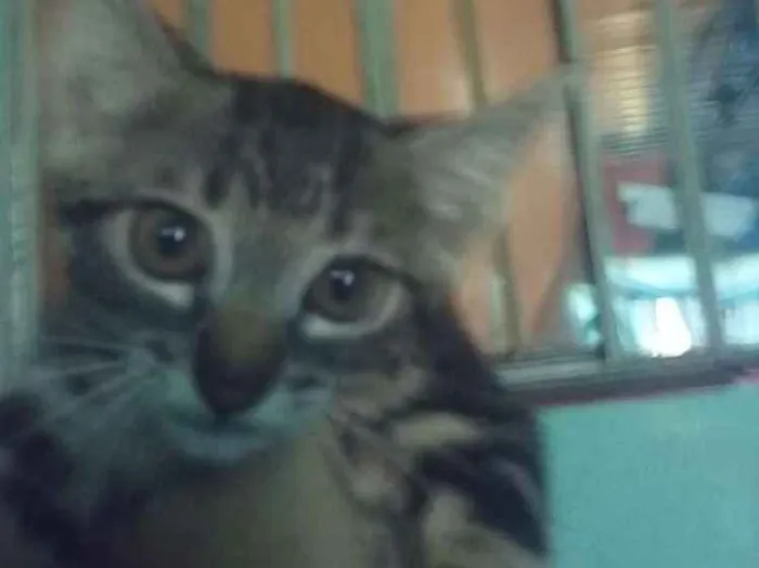 Gato ra a Não sei idade 2 a 6 meses nome Não tem nome