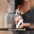 Pitucha