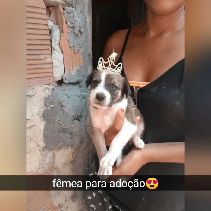 Cachorro raça Srd idade Abaixo de 2 meses nome Pitucha