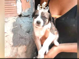 Cachorro raça Srd idade Abaixo de 2 meses nome Pitucha