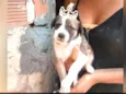 Pitucha