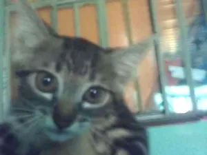 Gato raça Não sei idade 2 a 6 meses nome Não tem nome