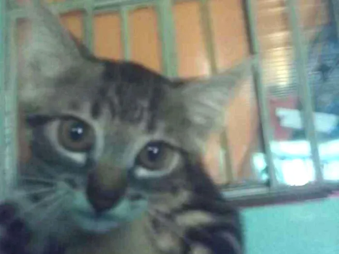 Gato ra a Não sei idade 2 a 6 meses nome Não tem nome