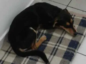 Cachorro raça Não indentificada idade 2 a 6 meses nome pandora