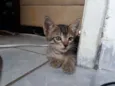 Zé, Nego, Dengoso e 