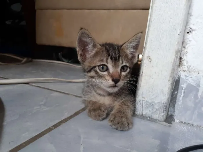 Gato ra a Mestiço tigre idade Abaixo de 2 meses nome Zé, Nego, Dengoso e 