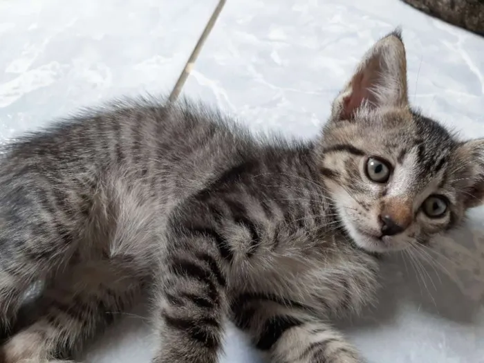 Gato ra a Mestiço tigre idade Abaixo de 2 meses nome Zé, Nego, Dengoso e 