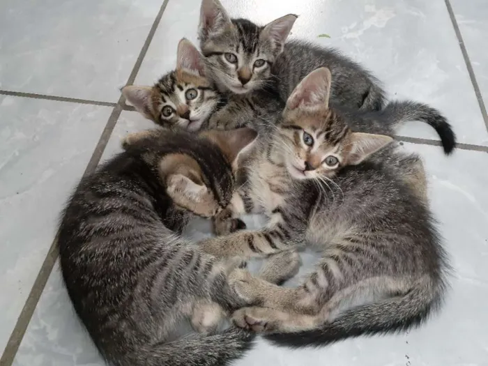 Gato ra a Mestiço tigre idade Abaixo de 2 meses nome Zé, Nego, Dengoso e 