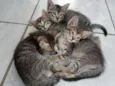 Zé, Nego, Dengoso e
