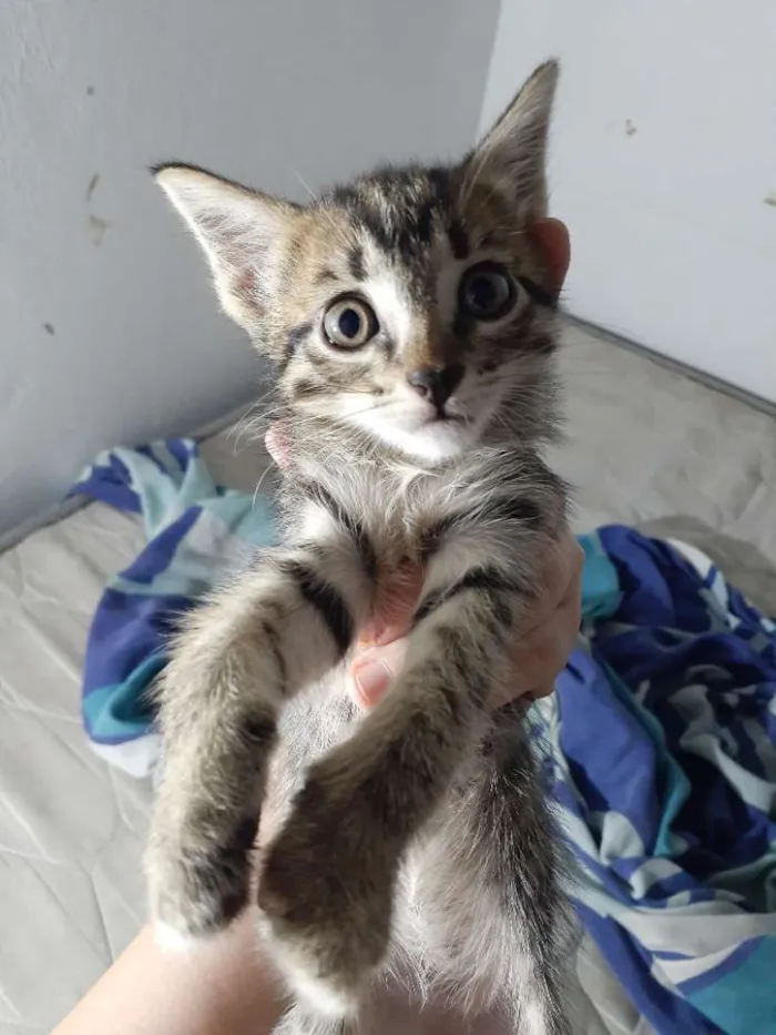Gato ra a Mestiço tigre idade Abaixo de 2 meses nome Zé, Nego, Dengoso e 