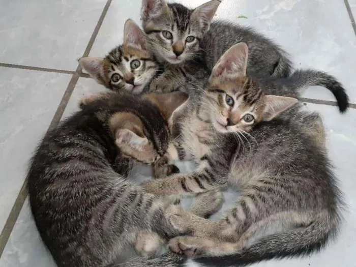 Gato ra a Mestiço tigre idade Abaixo de 2 meses nome Zé, Nego, Dengoso e 