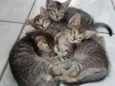 Zé, Nego, Dengoso e