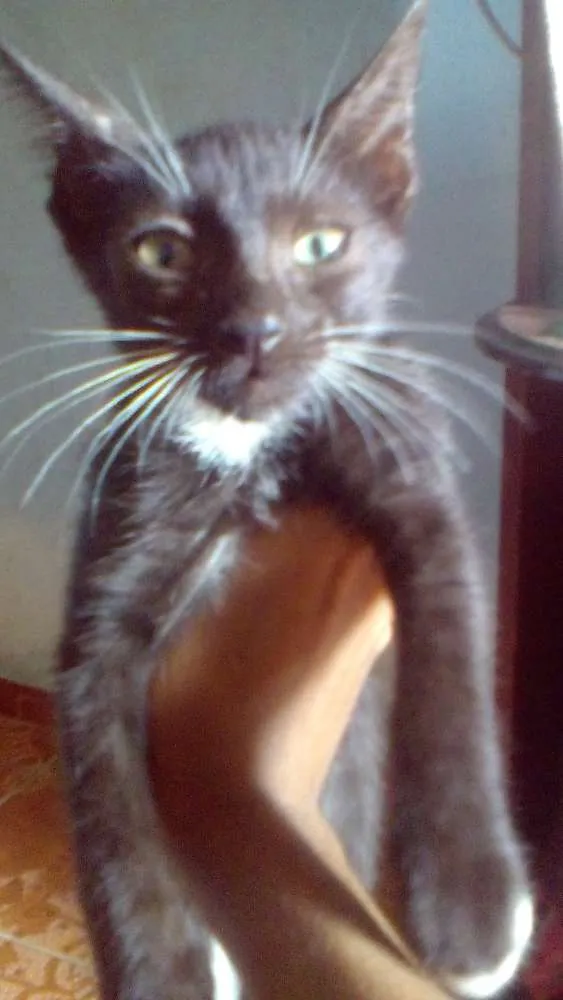 Gato raça Mestiço idade 2 a 6 meses nome Nao tem nome ainda