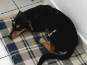 Cachorro raça Não indentificada idade 2 a 6 meses nome pandora