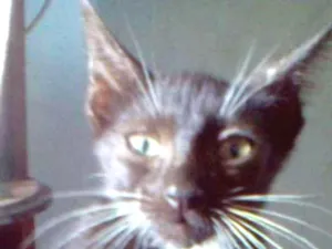 Gato raça Mestiço idade 2 a 6 meses nome Nao tem nome ainda